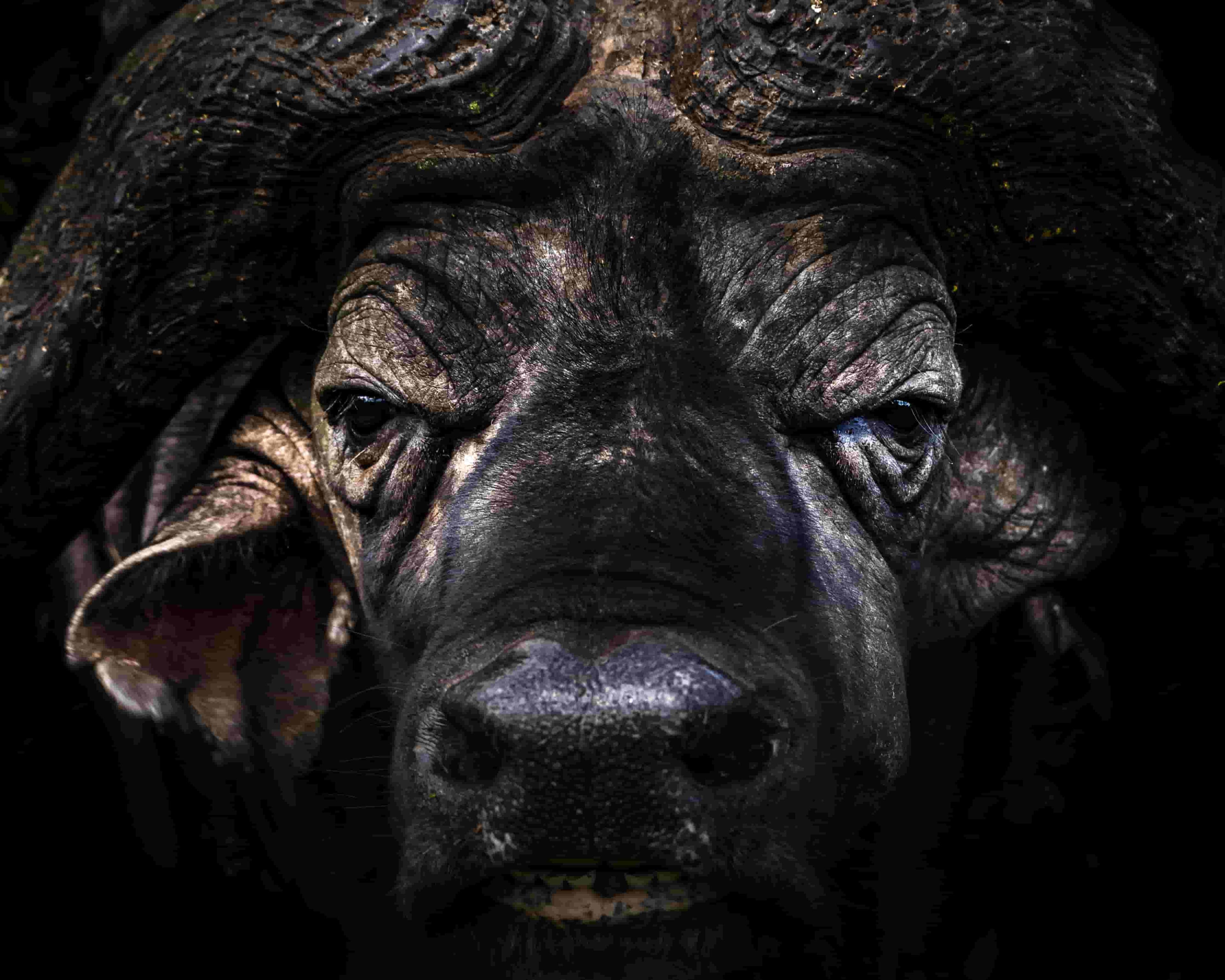 Majestic Buffalo