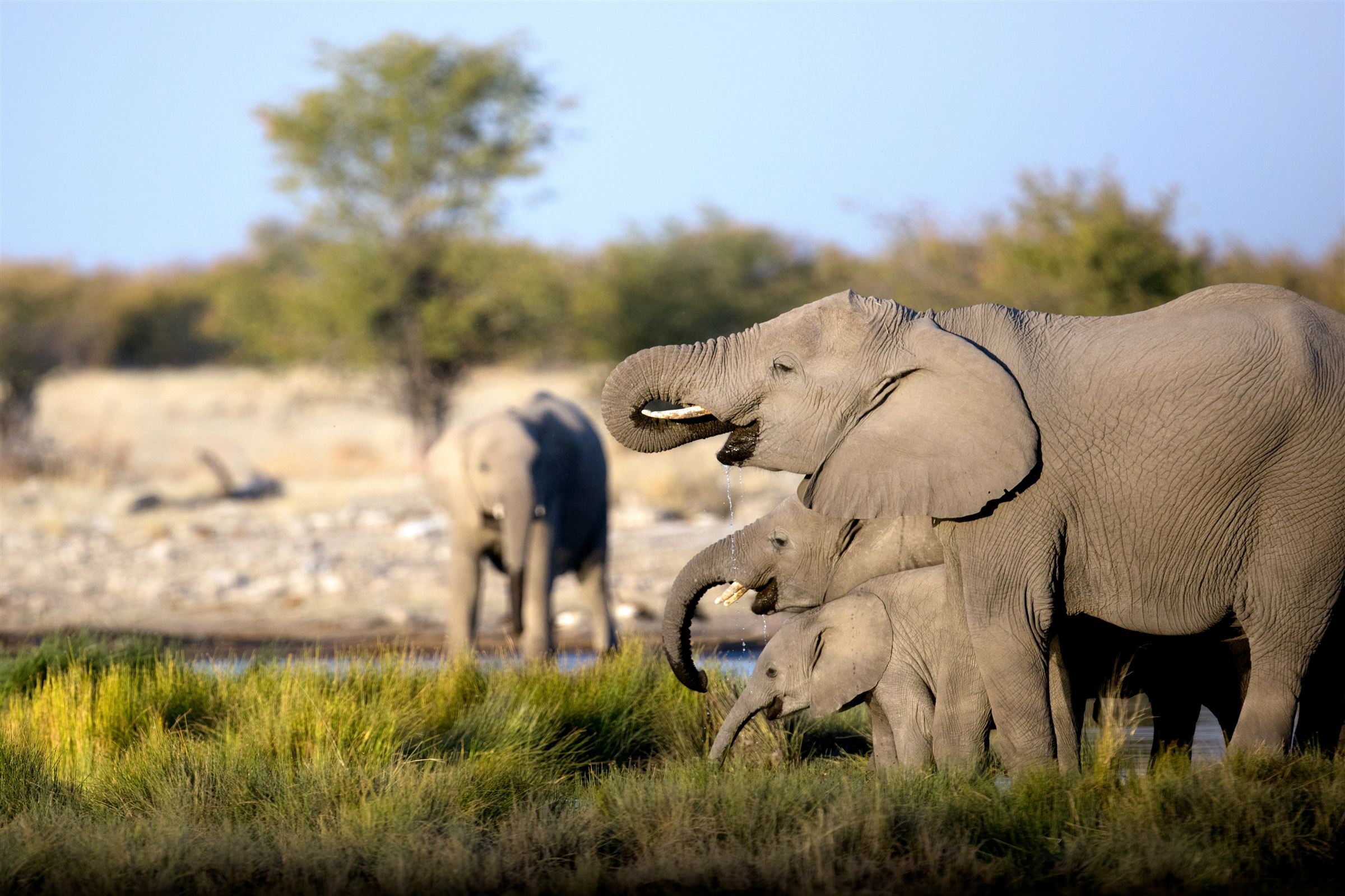 An elephant herd drinking at a waterhole