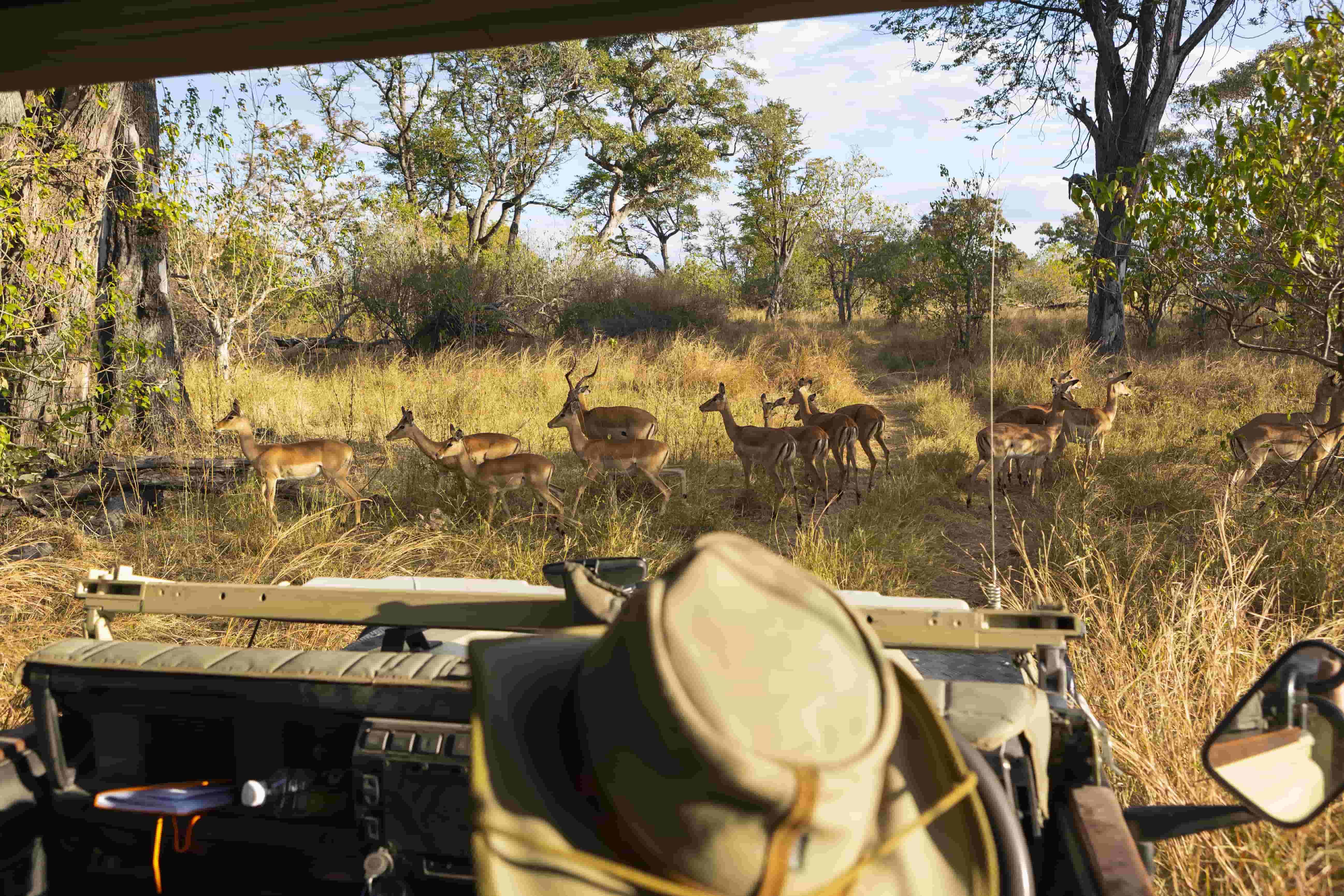 Safari Jeep Ride