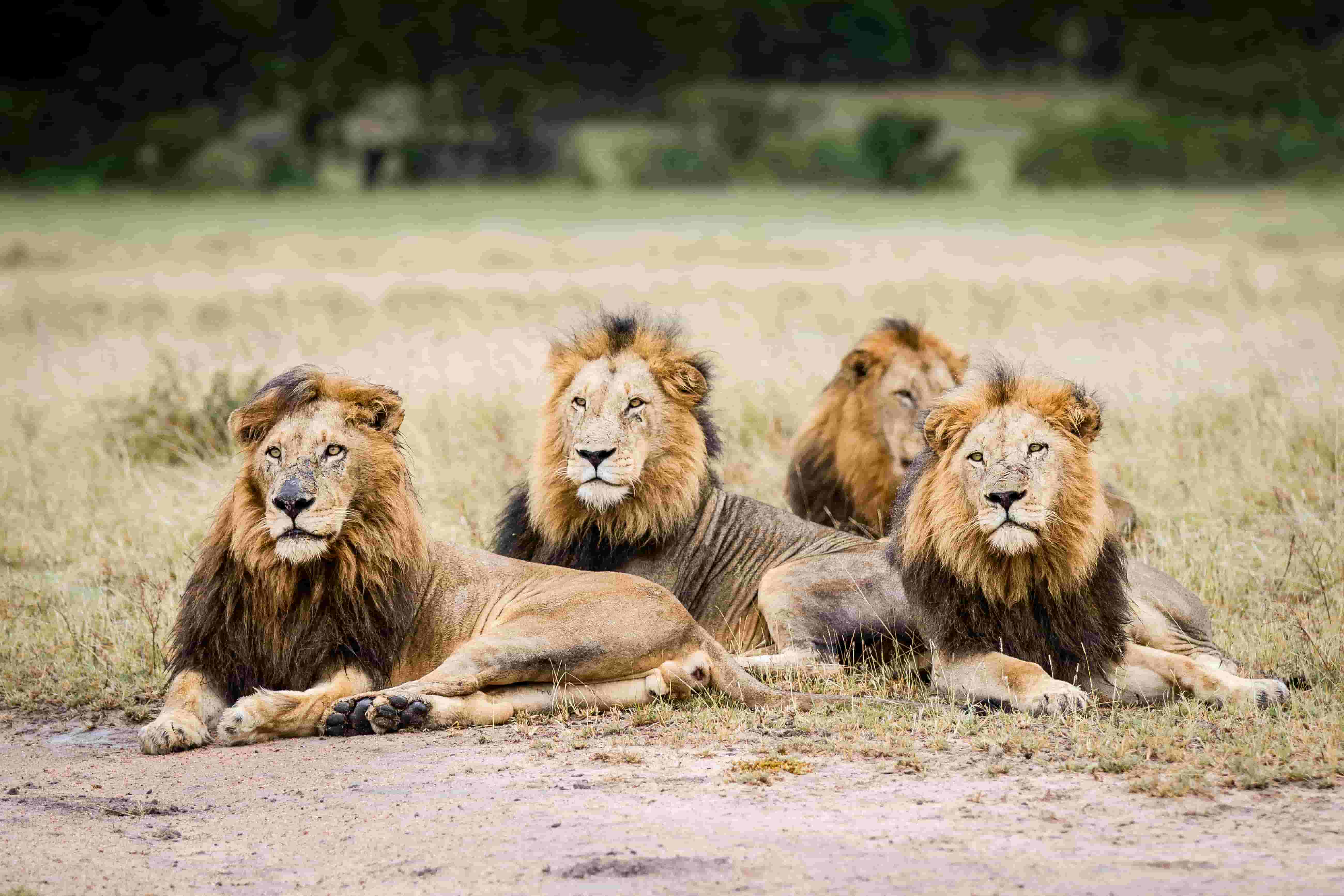 Four Male Lions Resting